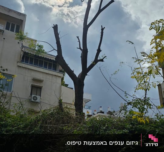 עץ גזום עם ענפים חתוכים בשמיים מעוננים
